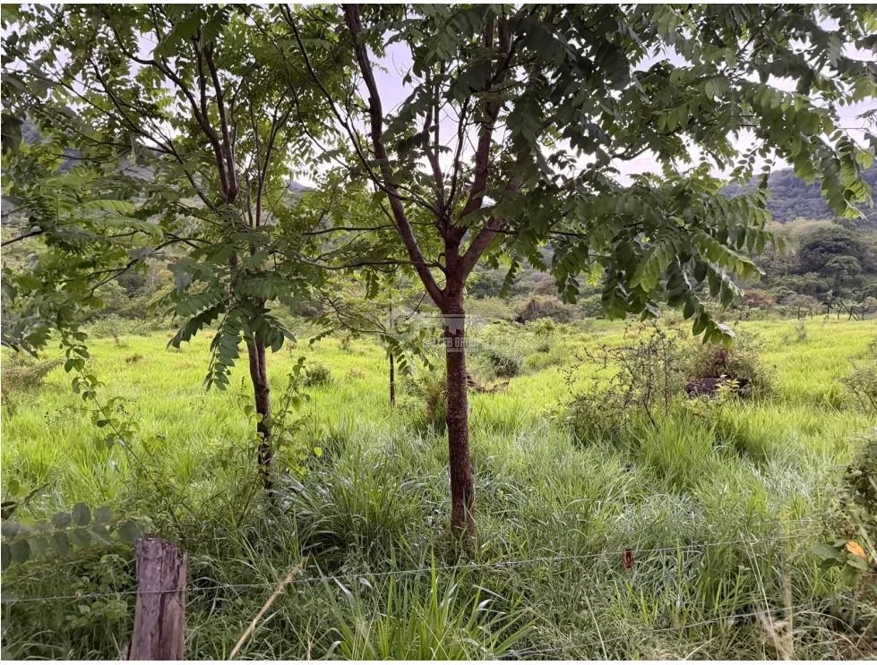 SE VENDE FINCA EN LOS CAJONES DE CHAME 2 HECTÁREAS SOBRE VIA ASFALTADA