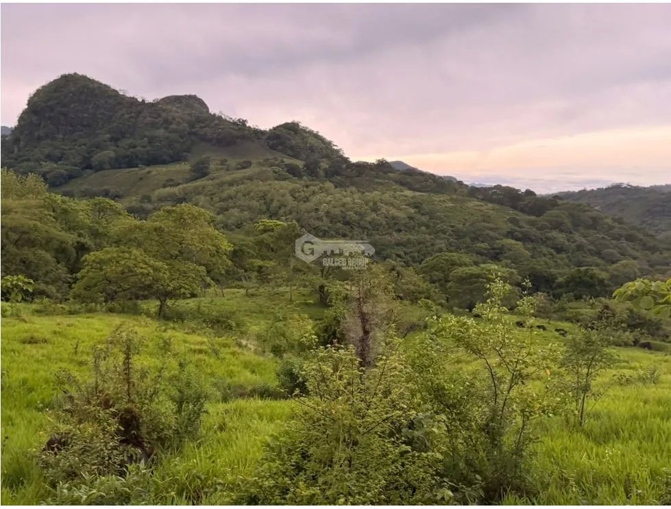 SE VENDE FINCA EN LOS CAJONES DE CHAME 2 HECTÁREAS SOBRE VIA ASFALTADA