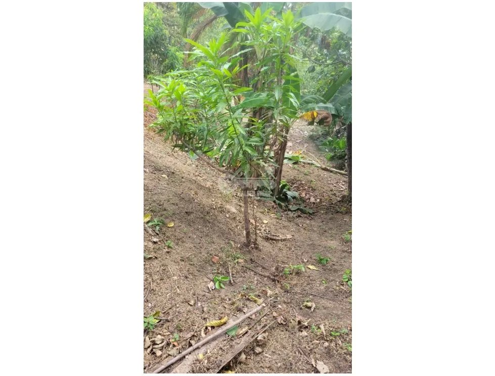 CAPIRA / CAMPANA / 2000M2 / TERRENO / FINCA