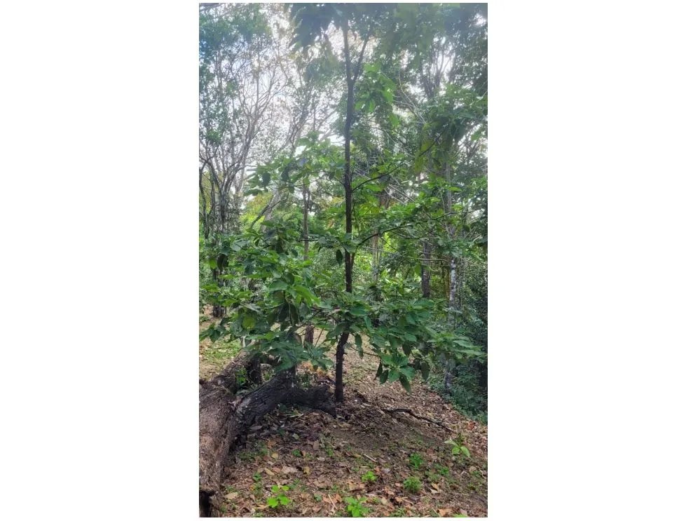 CAPIRA / CAMPANA / 2000M2 / TERRENO / FINCA