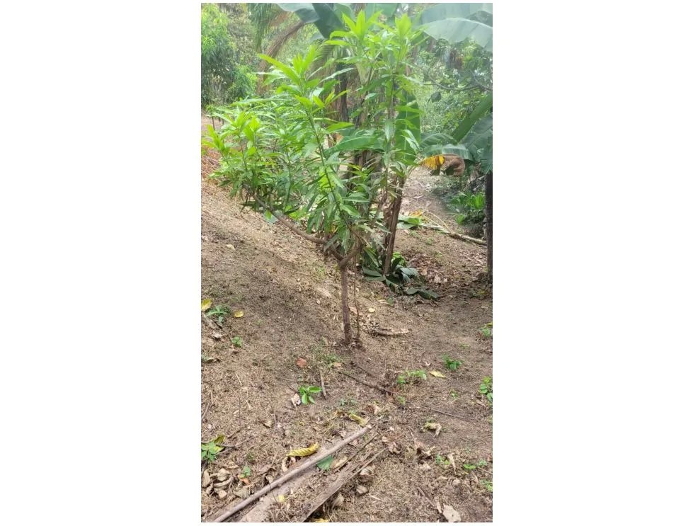 CAPIRA / CAMPANA / 2000M2 / TERRENO / FINCA