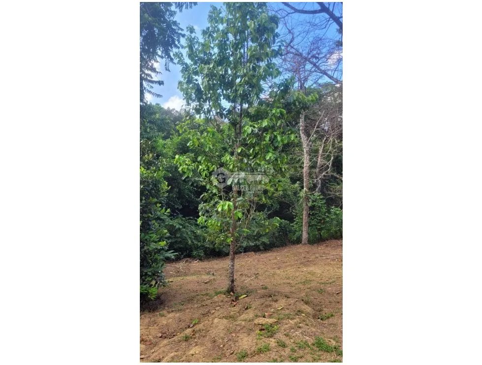 CAPIRA / CAMPANA / 2000M2 / TERRENO / FINCA