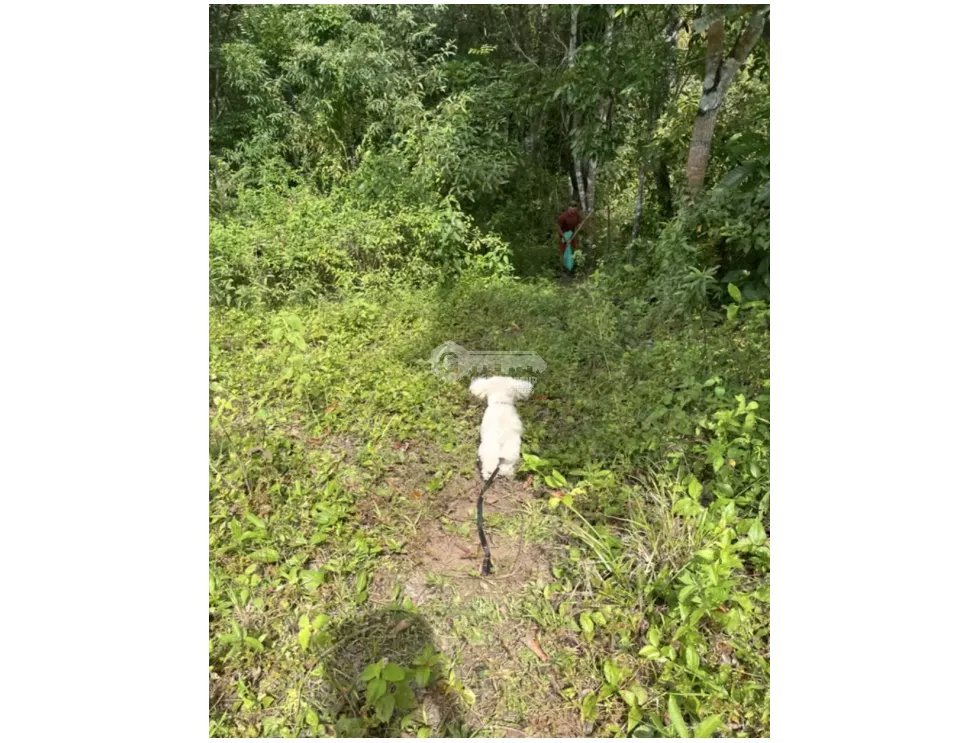 SE VENDE FINCA DE 26 HECTAREA UBICADA EN EL CACAO CAPIRA NEGOCIABLE