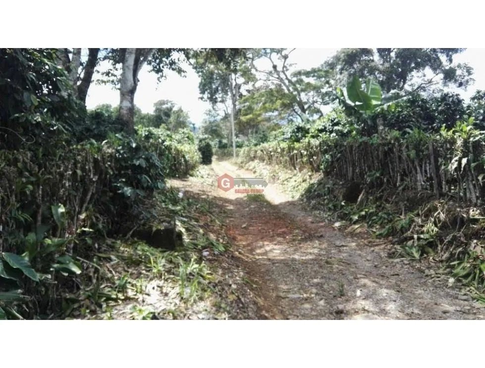 FINCA / 1 HECTAREA / PALMIRA ABAJO / BOQUETE / CHIRIQUI