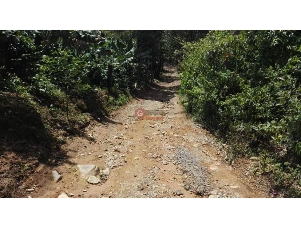 FINCA / 1 HECTAREA / PALMIRA ABAJO / BOQUETE / CHIRIQUI