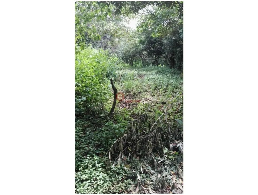 FINCA / 1 HECTAREA / PALMIRA ABAJO / BOQUETE / CHIRIQUI