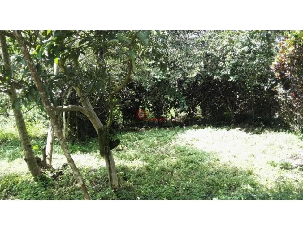 FINCA / 1 HECTAREA / PALMIRA ABAJO / BOQUETE / CHIRIQUI