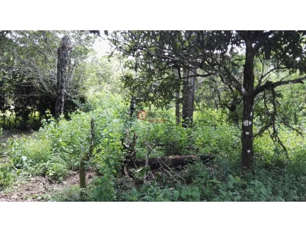 FINCA / 1 HECTAREA / PALMIRA ABAJO / BOQUETE / CHIRIQUI