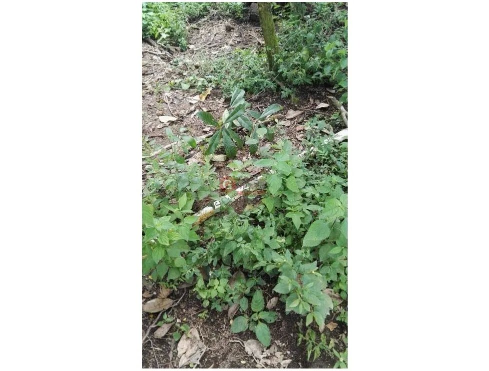 FINCA / 1 HECTAREA / PALMIRA ABAJO / BOQUETE / CHIRIQUI