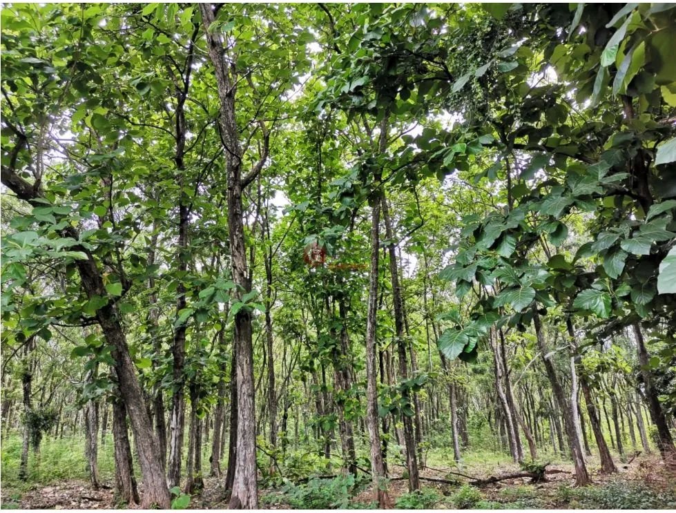 CHAME / FINCA EN BEJUCO / 10 HECTAREAS / CERCA DE LA INTERAMERICANA