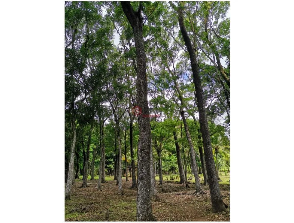 CHAME / FINCA EN BEJUCO / 10 HECTAREAS / CERCA DE LA INTERAMERICANA