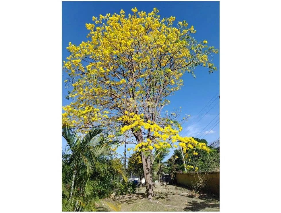 Single Family House for sale in Las Lajas