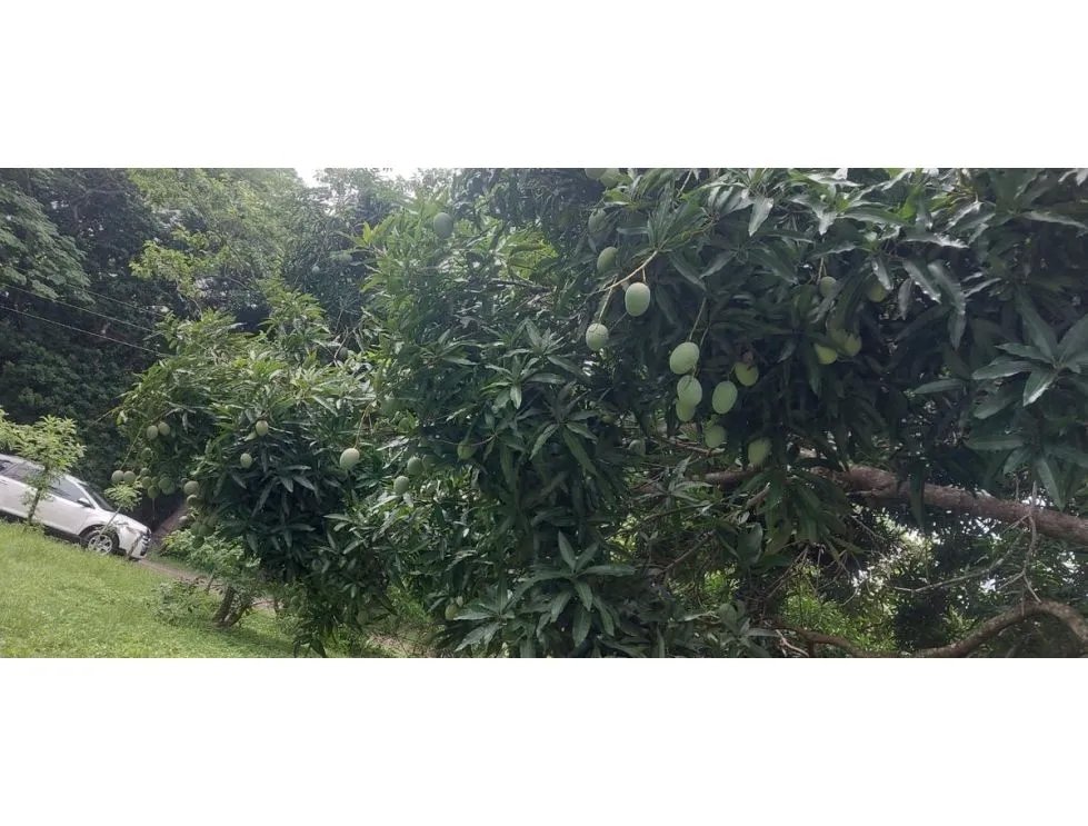 TERRENO / CHAME / EL ESPAVE / 4560 M2 / TOTALMENTE PLANO