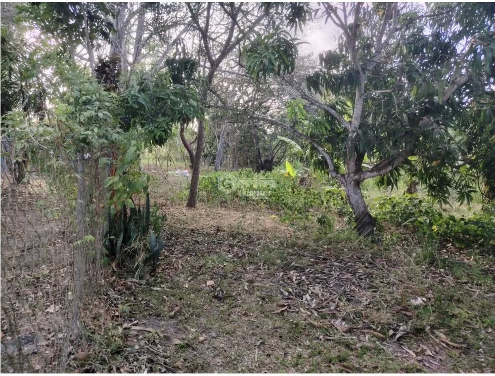 SE VENDE TERRENO EN RIO HATO TOTALMENTE PLANO IDEAL PARA INVERSION