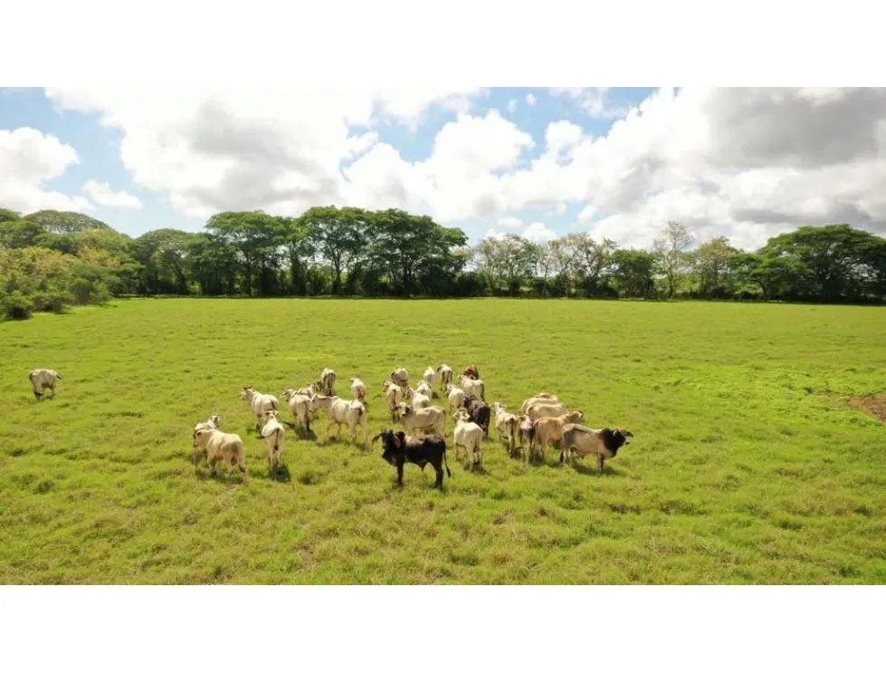 SE VENDE FINCA TITULADA IDEAL PARA GANADERÍA EN PARITA DE HERRERA