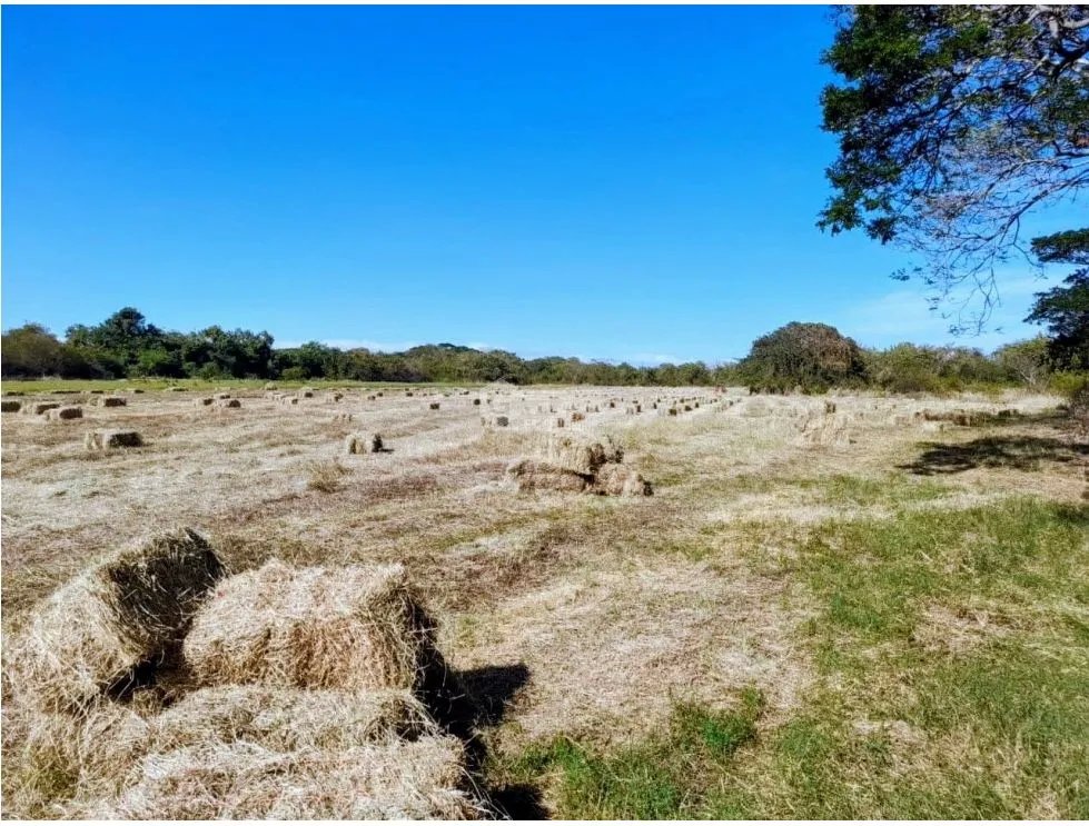 PARITA / HERRERA / IDEAL PARA AGRICULTURA Y GANADERIA / 13 HECTAREAS