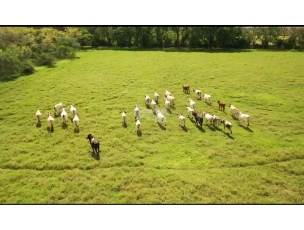 PARITA / HERRERA / IDEAL PARA AGRICULTURA Y GANADERIA / 13 HECTAREAS