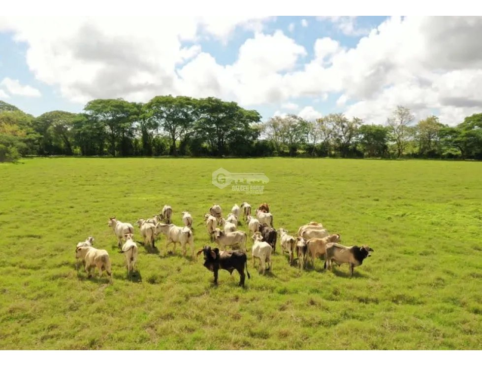 HERRERA / PARITA / 13 HECTAREAS / IDEAL PARA AGRICULTURA Y GANADERIA