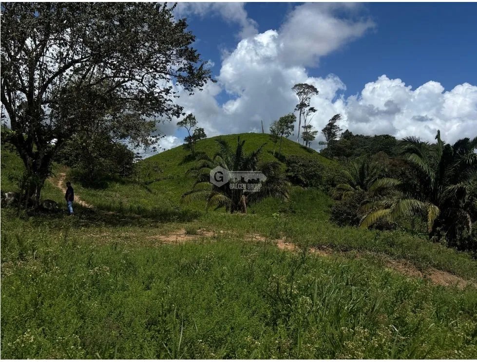 SE VENDE FINCA EN CAPIRA EL CACAO IDEAL PARA GANADERIA Y AGRICULTURA