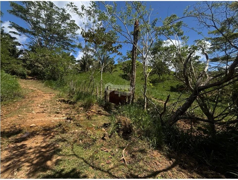SE VENDE FINCA EN CAPIRA EL CACAO IDEAL PARA GANADERIA Y AGRICULTURA