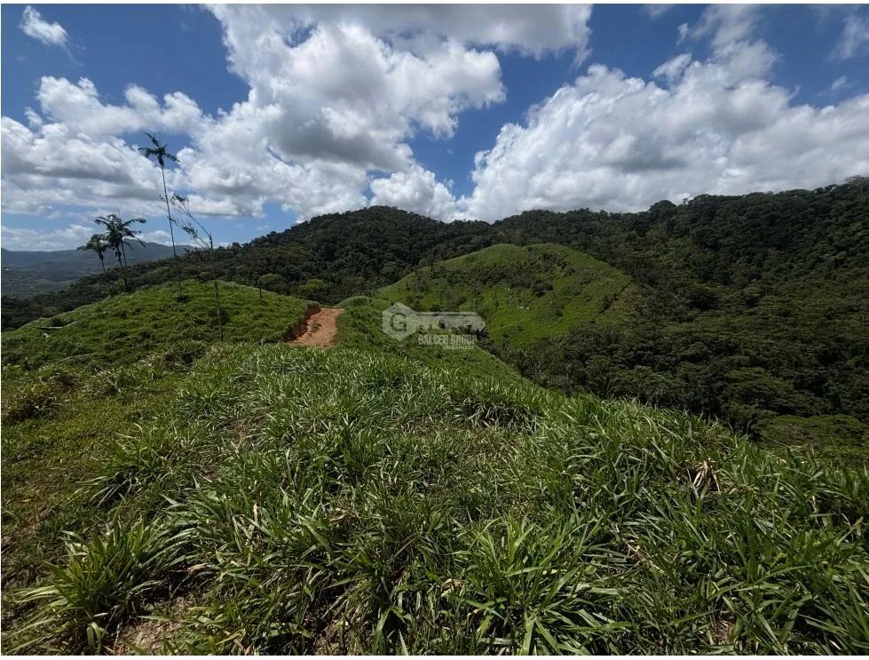 SE VENDE TERRENO DE 70 HECTÁREA EL CACAO CAPIRA IDEAL PARA GANADERIA
