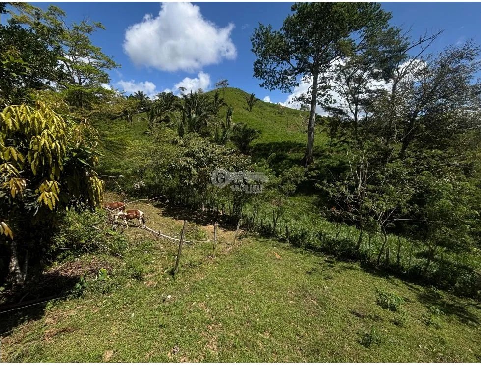 SE VENDE TERRENO DE 70 HECTÁREA EL CACAO CAPIRA IDEAL PARA GANADERIA