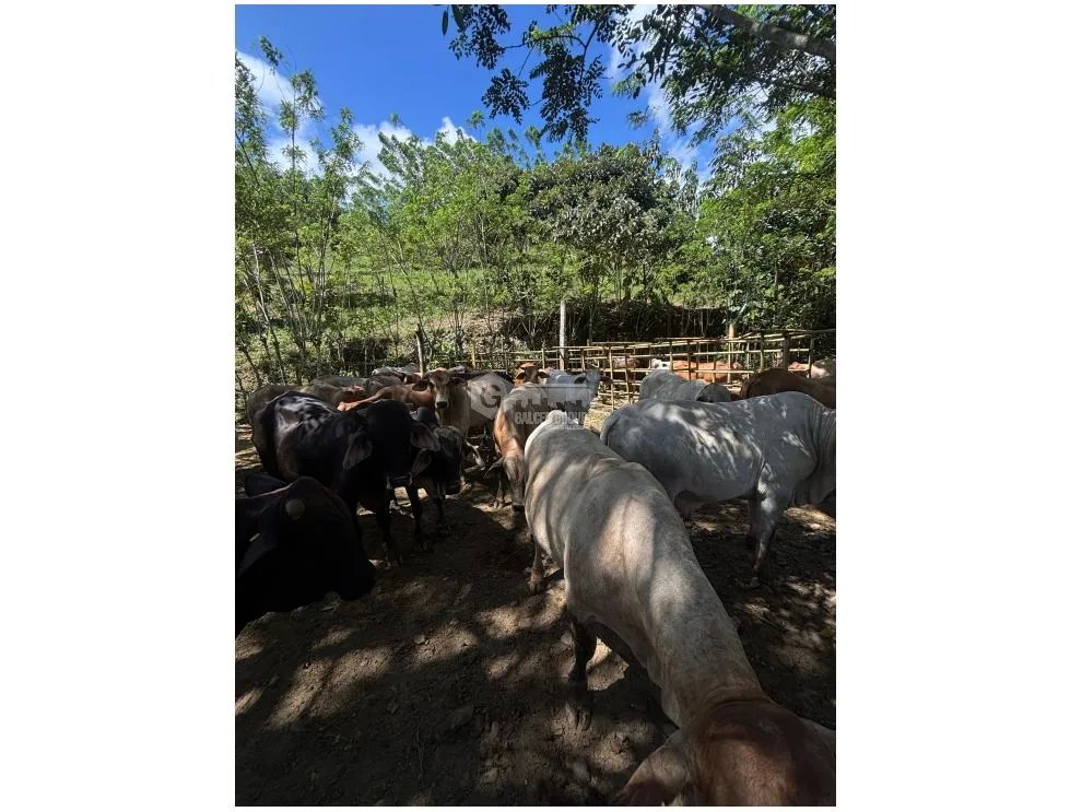 Land/Farm for sale in Capira