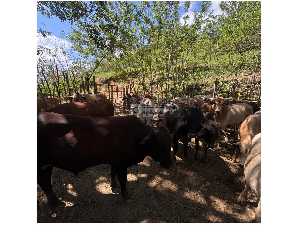 EL CACAO / CAPIRA / 70 HECTAREAS / IDEAL PARA GANADERIA Y AGRICULTURA
