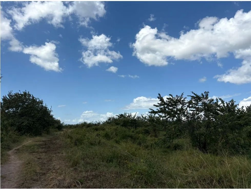 COCLE / RIO HATO / 110 HECTAREAS / SOBRE LA VIA / USO COMERCIAL / AG